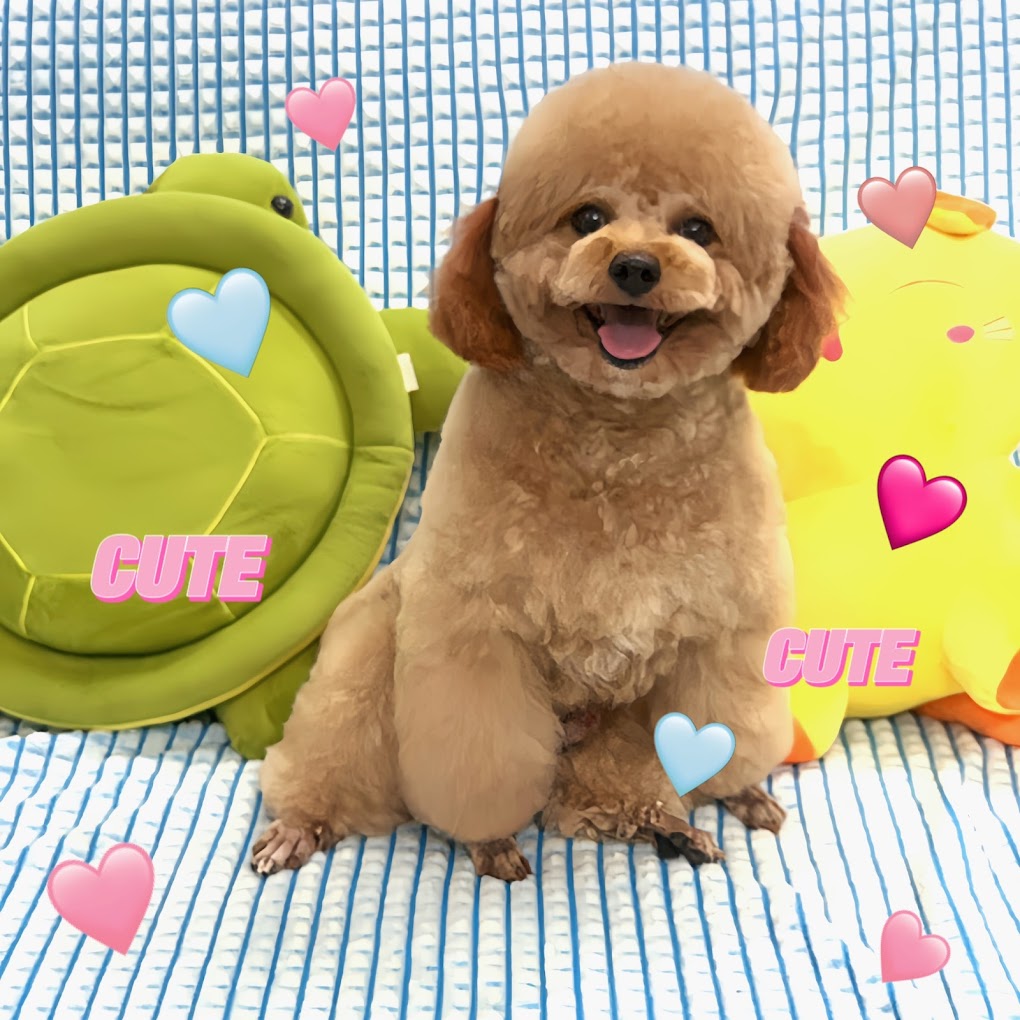 Pet Shop Uy Tín Quận 8 - Lusa Pet: Nơi Lý Tưởng Cho Tình Yêu Động Vật Của Bạn