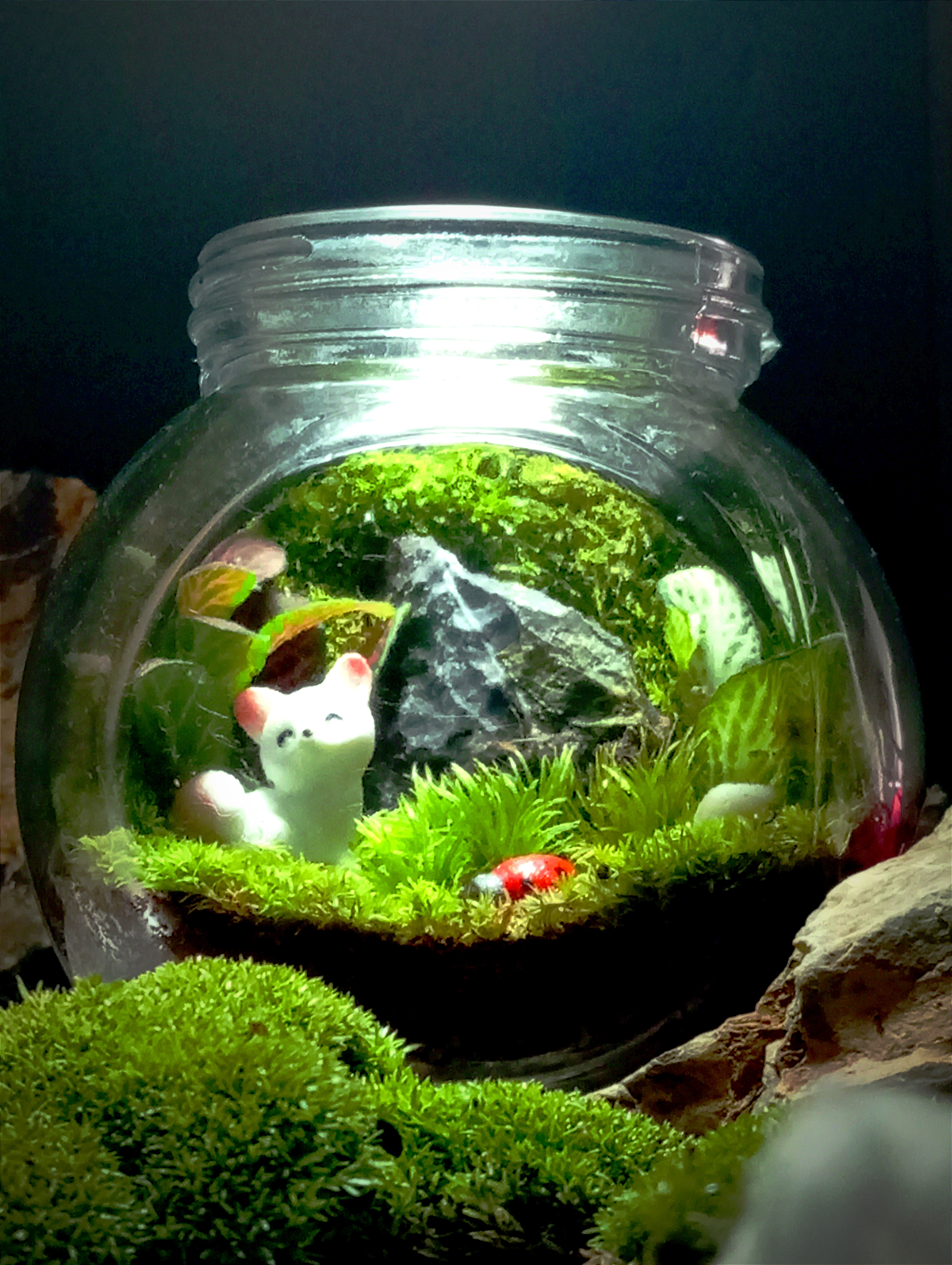 Terrarium