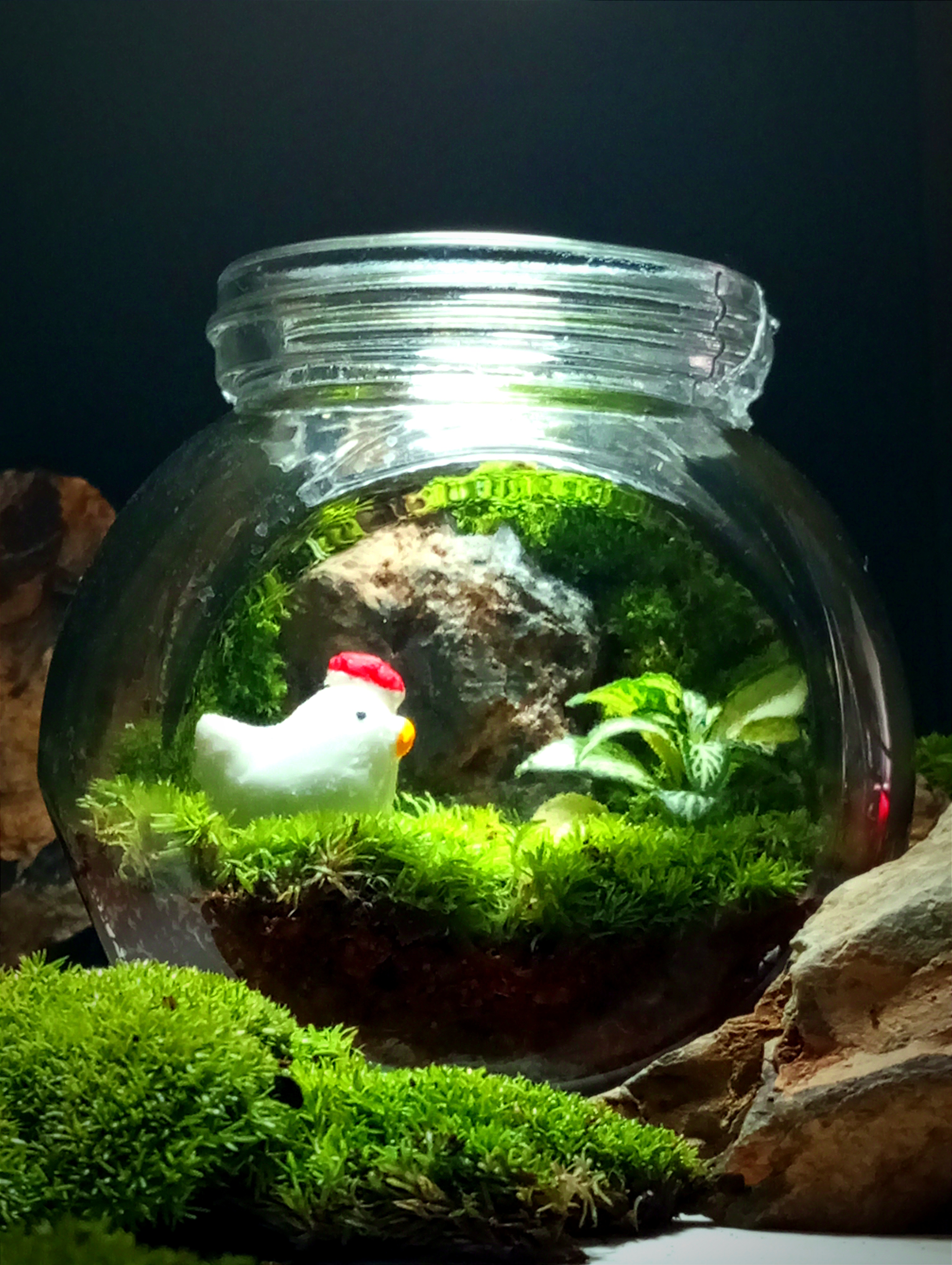 Terrarium