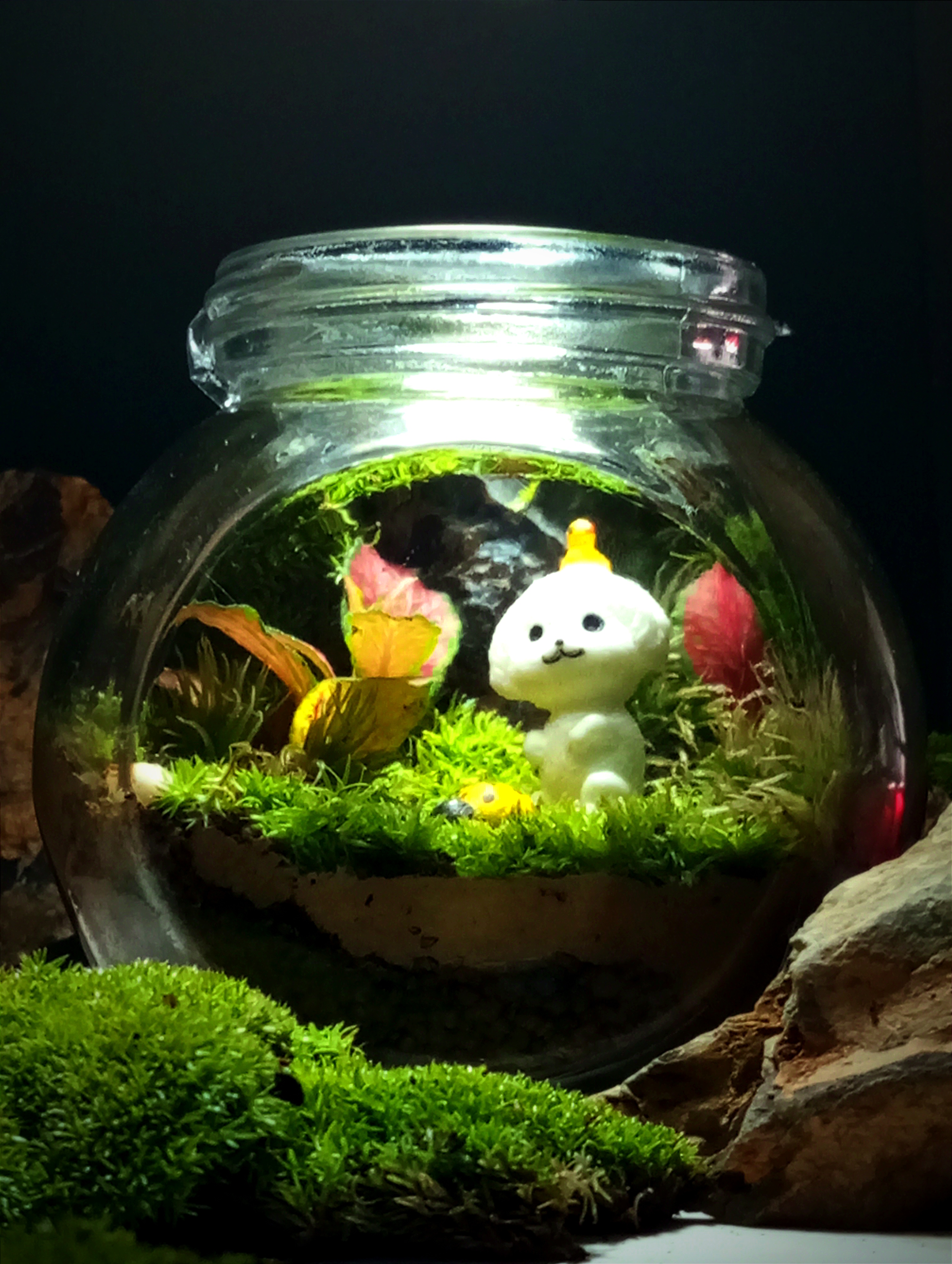 Terrarium