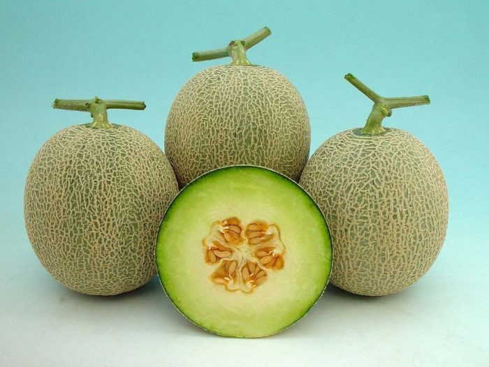 TOP CÁC NÔNG TRẠI DƯA LƯỚI UY TÍN TẠI VIỆT NAM