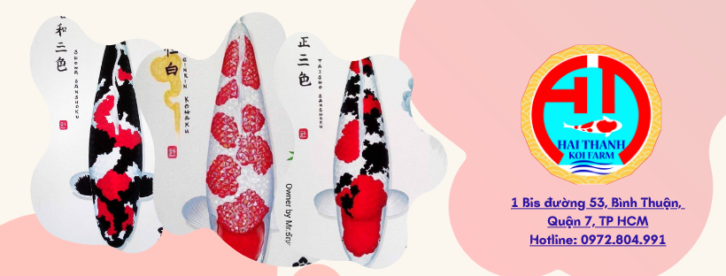 CÁ KOI HẢI THANH - THƯƠNG HIỆU CÁ KOI VIỆT