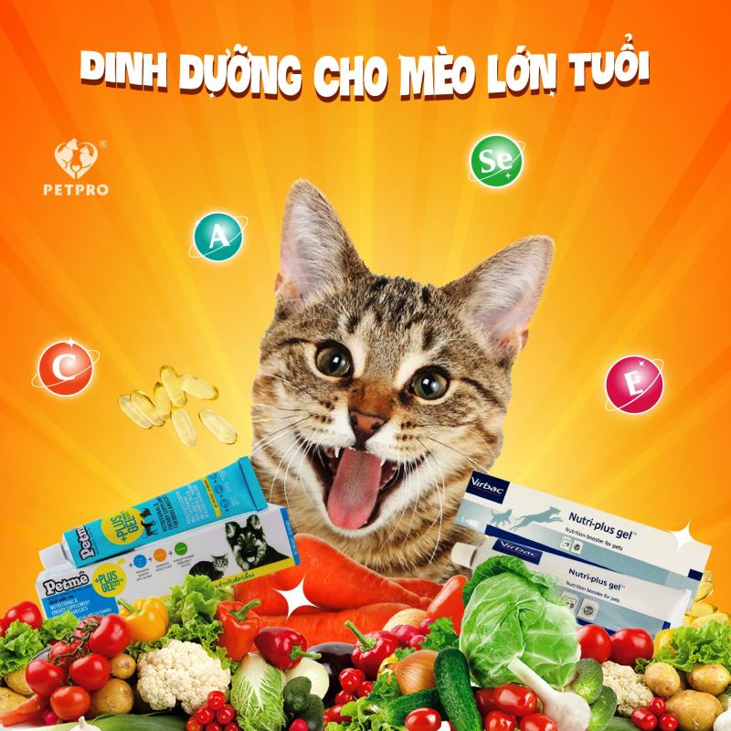 Top 3 Cửa Hàng Thức Ăn, Phụ Kiện Cho PET Uy Tín Tại TP.HCM