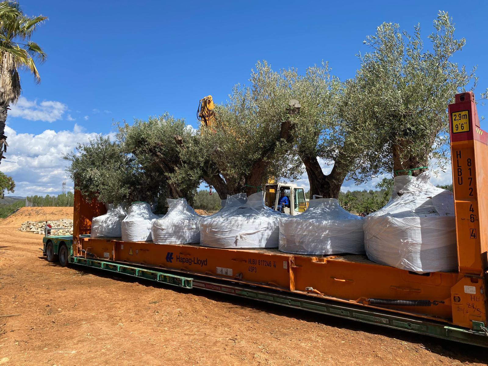 Top 3 Địa Chỉ Cung Cấp Cây Olive Cổ Thụ Nhập Khẩu Hàng Đầu Ở TP.HCM