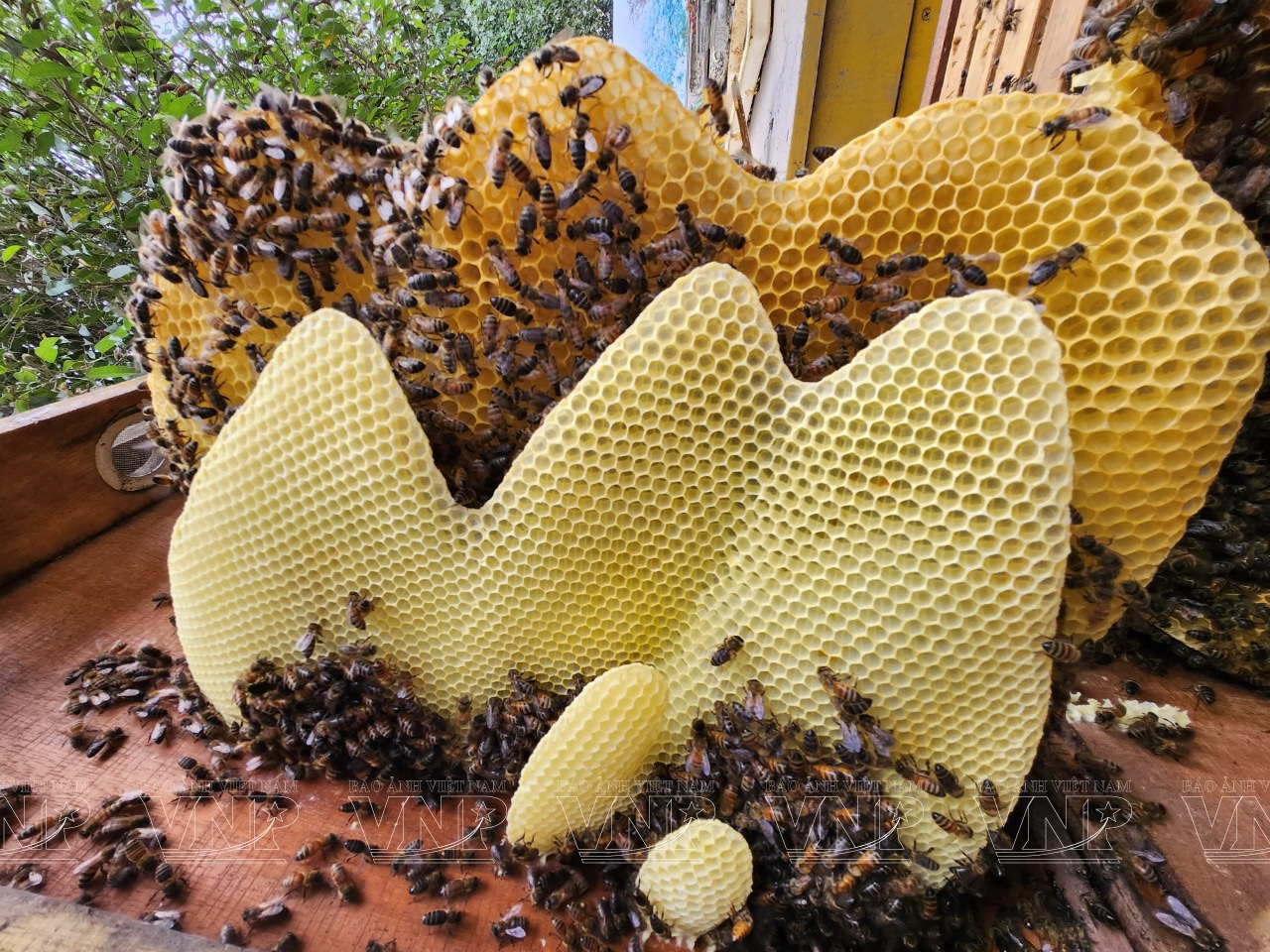 Top 3 cửa hàng mật ong uy tín tại Vũng Tàu