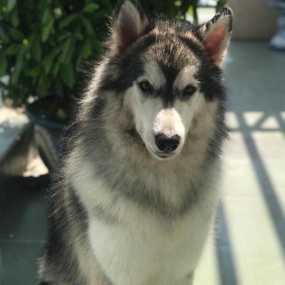 Top 3 Pet Shop và Pet Spa Uy Tín Nhất Tại Quận 5 – Dịch Vụ Chăm Sóc Thú Cưng Chuẩn 5 Sao