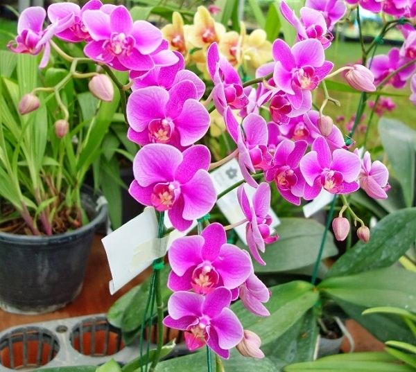 Top 3 Cửa Hàng Bán Hoa Lan Uy Tín Ở Quận 6, TP.HCM