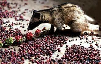 Top 3 Lý Do Chọn Cà Phê PHƯỢNG BMT: Tinh Hoa Từ Cao Nguyên