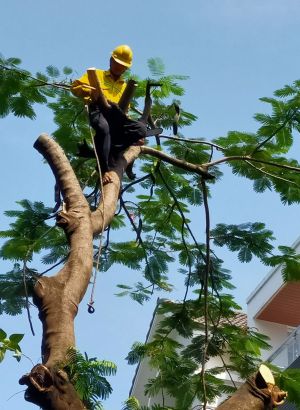 Top 3 Dịch Vụ Cắt Cây Uy Tín, Chất Lượng Tại TP.HCM Được Khách Hàng Tin Chọn