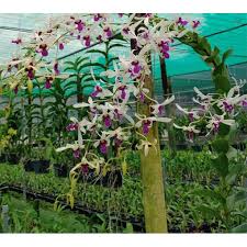 Top 3 Cửa Hàng Bán Hoa Lan Đẹp