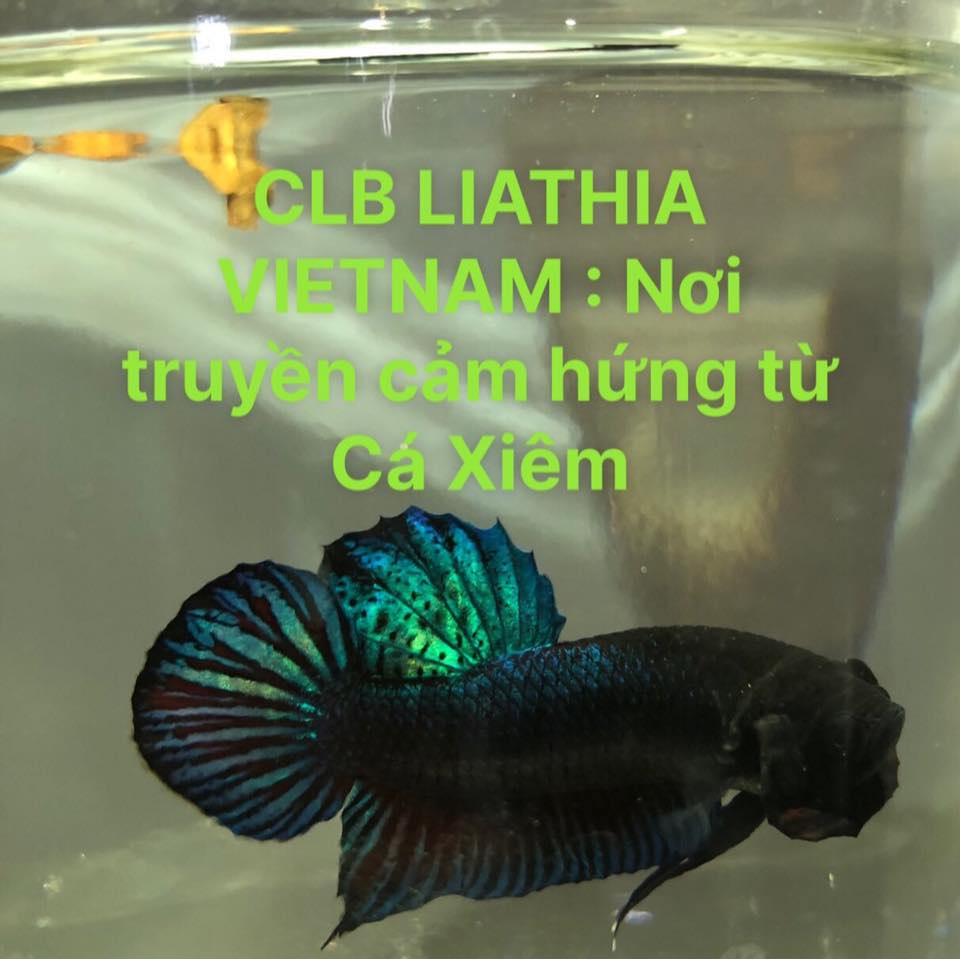 Khám Phá Thế Giới Cá Xiêm Đa Dạng tại Cá Xiêm Anhliathia, TP.HCM