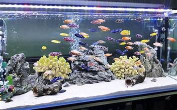 Top 3 Cửa Hàng Cá Cảnh Uy Tín Chất Lượng Tại Củ Chi, Thành Phố Hồ Chí Minh