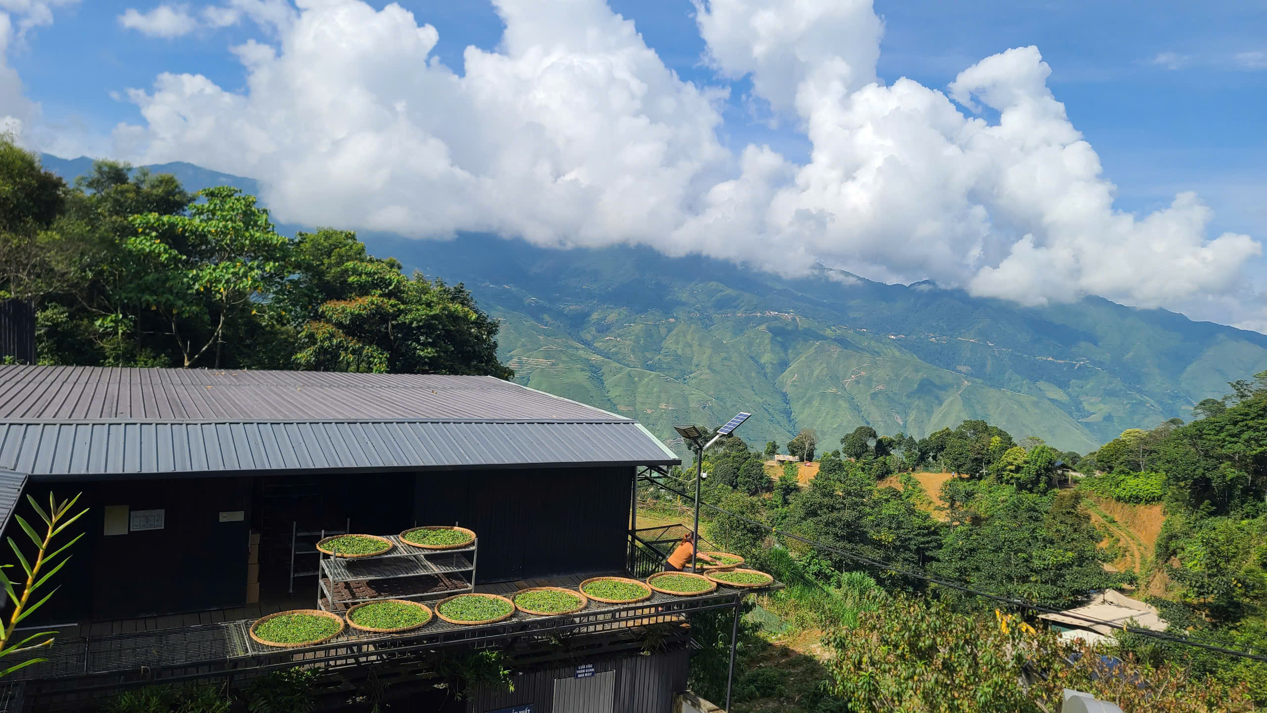 Top 3 Công ty Trà và Đặc sản Tây Bắc Uy Tín, Chất Lượng