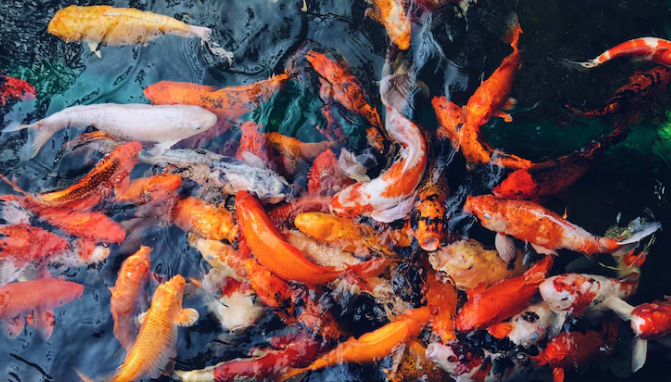 Top 3 Đơn Vị Cung Cấp Thiết Bị Hồ Koi Tại TP.HCM Uy Tín Nhất