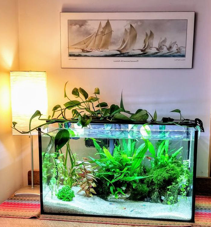 Top 3 Cửa Hàng Thủy Sinh TPHCM Online Vừa Rẻ Vừa Đẹp