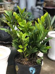 Top 3 Cơ Sở Cây Giống Hoa Kiểng Tại Tiền Giang: Lựa Chọn Tốt Nhất Cho Người Yêu Thích Cảnh Quan