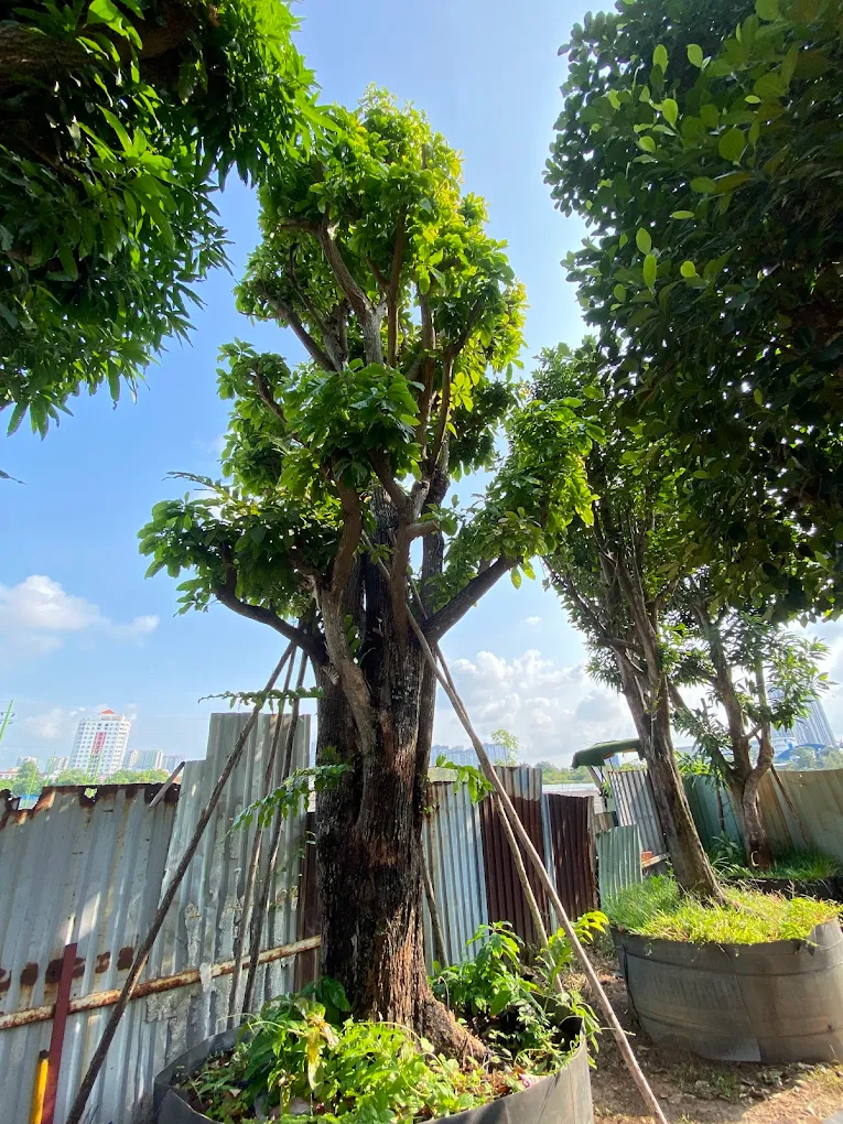 Top 3 Địa Chỉ Bán Cây Xanh Cảnh Quang Tại Sài Gòn Nên Ghé Thăm Ít Nhất Một Lần