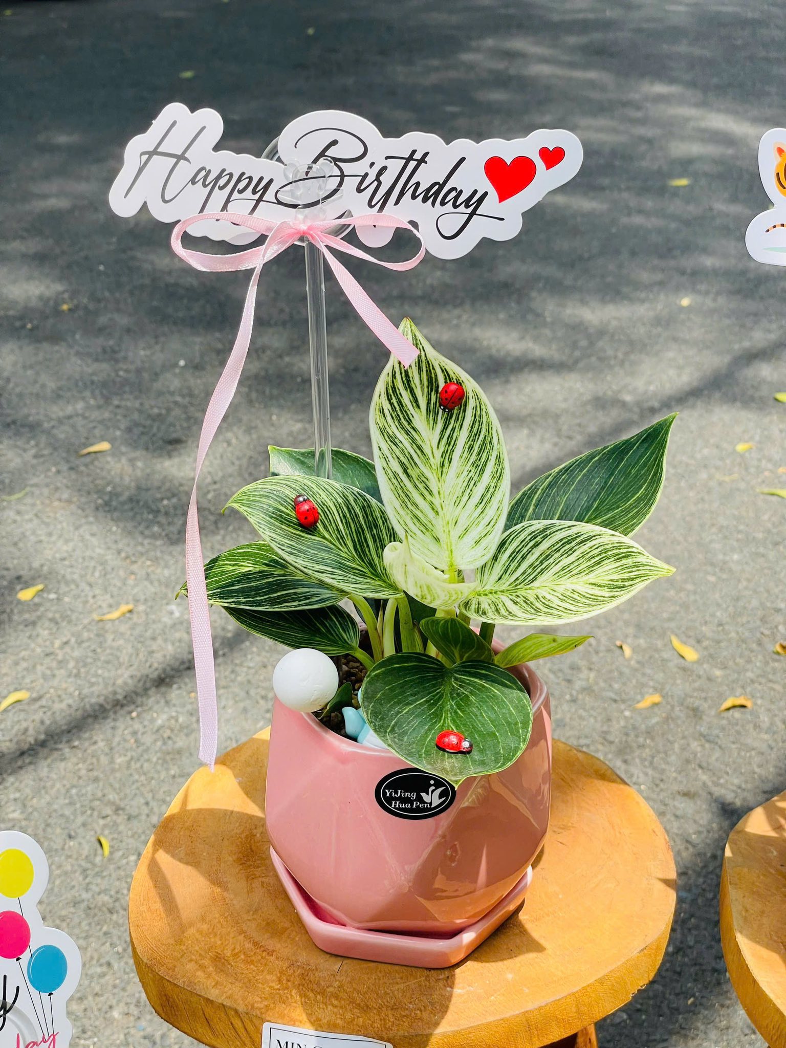 Top 3 Cửa Hàng Cây Cảnh Văn Phòng Chất Lượng Tại Khu Vực Hòa Thạnh, Tân Phú, TP. Hồ Chí Minh