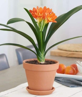 TOP 3 ĐƠN VỊ CUNG CẤP CÁC GIỐNG CÂY XANH UY TÍN TẠI BÌNH DƯƠNG