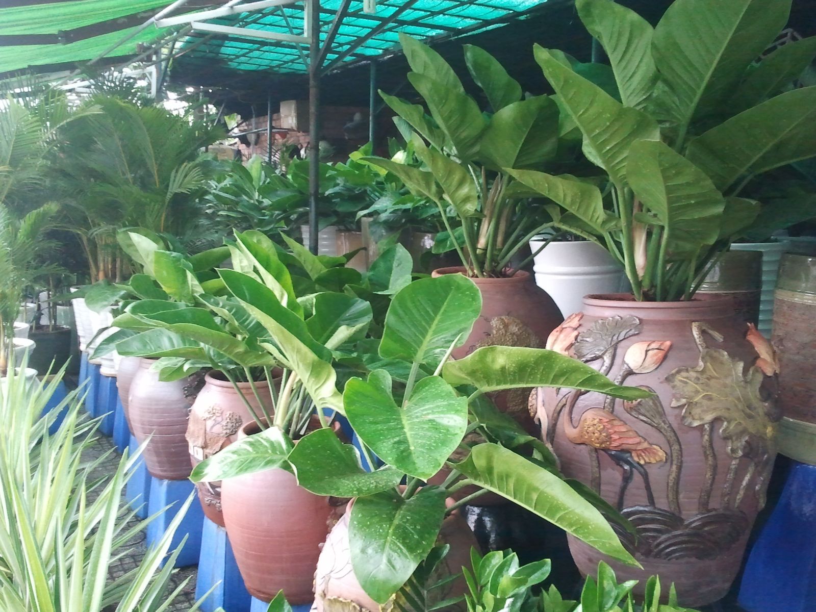 TOP 3 CÔNG TY PHÂN PHỐI CÂY CẢNH THIÊN NHIÊN UY TÍN CHẤT LƯỢNG TẠI QUẬN 12