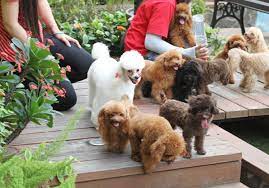 TOP 3 SHOP THÚ CƯNG UY TÍN NHẤT TPHCM