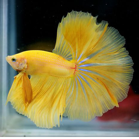 Top 3 Cửa Hàng Cá Cảnh Uy Tín và Đẹp Nhất: Lựa Chọn Hoàn Hảo Cho Người Sở Hữu Đam Mê Cá Cảnh