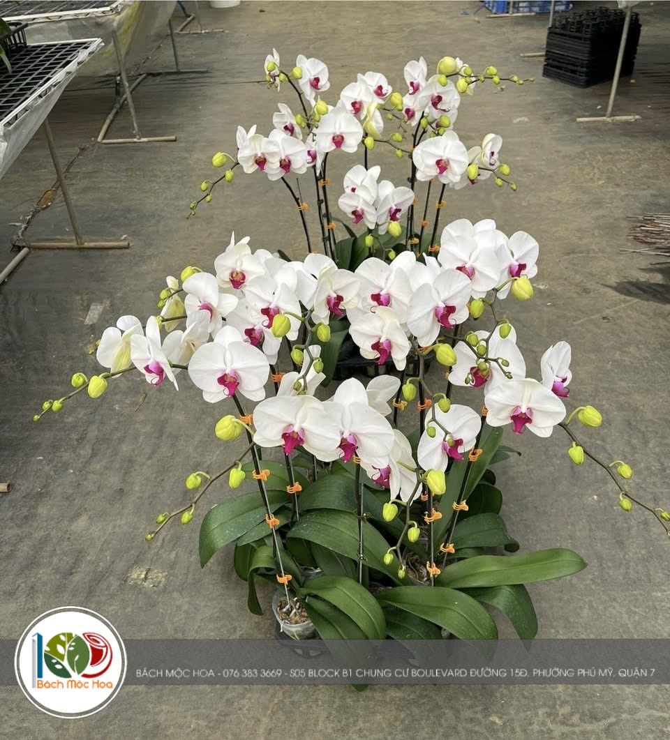 Top 3 Cửa Hàng Cây Cảnh Uy Tín, Đa Dạng Loại Cây, Ngập Tràn Màu Sắc tại Quận 7