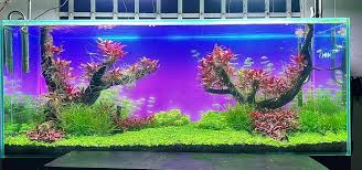 Top 3 cửa hàng thủy sinh tốt nhất tại Đồng Nai