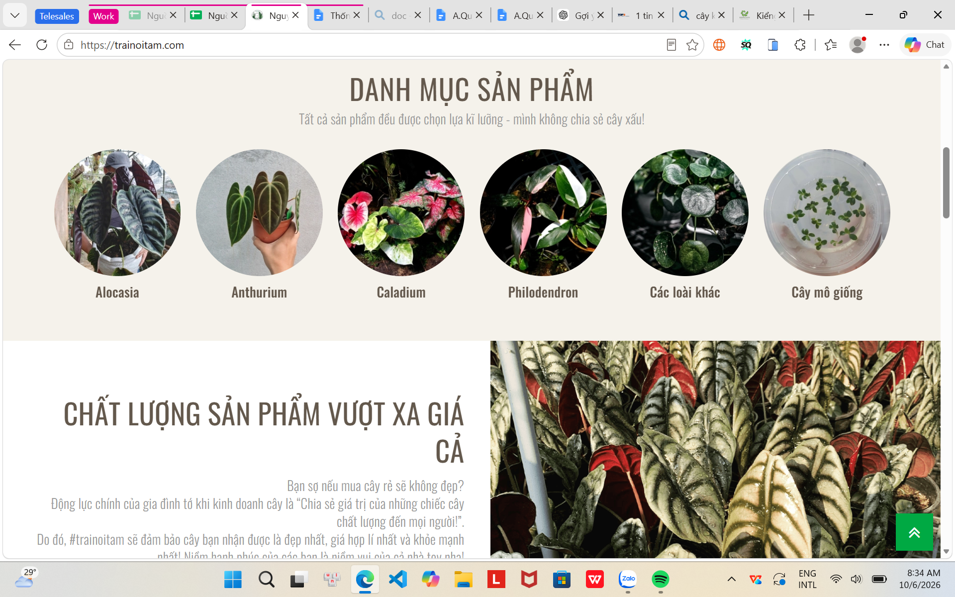 Top 3 cửa hàng, đơn vị kinh doanh cây kiểng và cây cảnh nổi bật