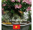 Top 3 Đơn Vị Uy Tín Trong Lĩnh Vực Hoa Sứ Bonsai Tại Việt Nam