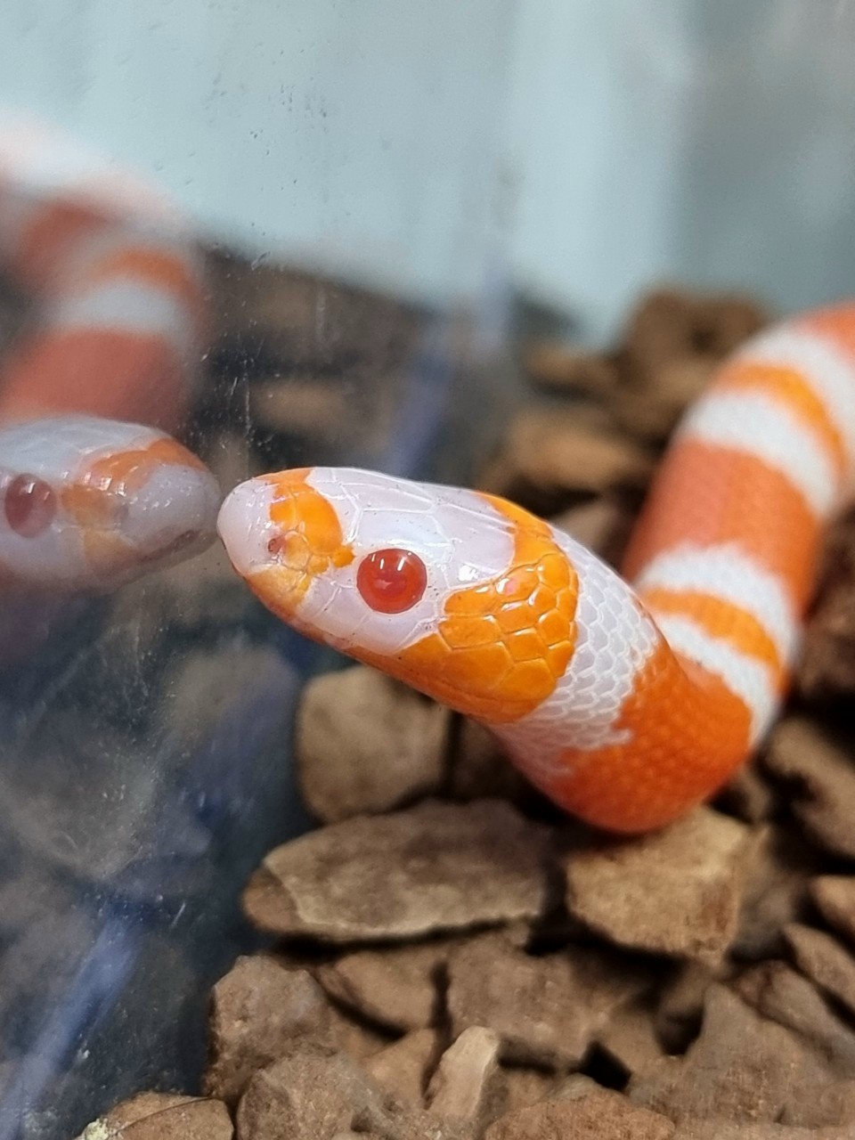 Top 3 Cửa Hàng Bán Rắn Cảnh Rẻ Đẹp Uy Tín Tại TP. Hồ Chí Minh