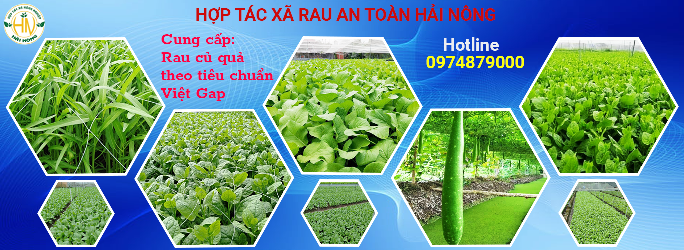 Giới Thiệu Về HỢP TÁC XÃ RAU AN TOÀN HẢI NÔNG