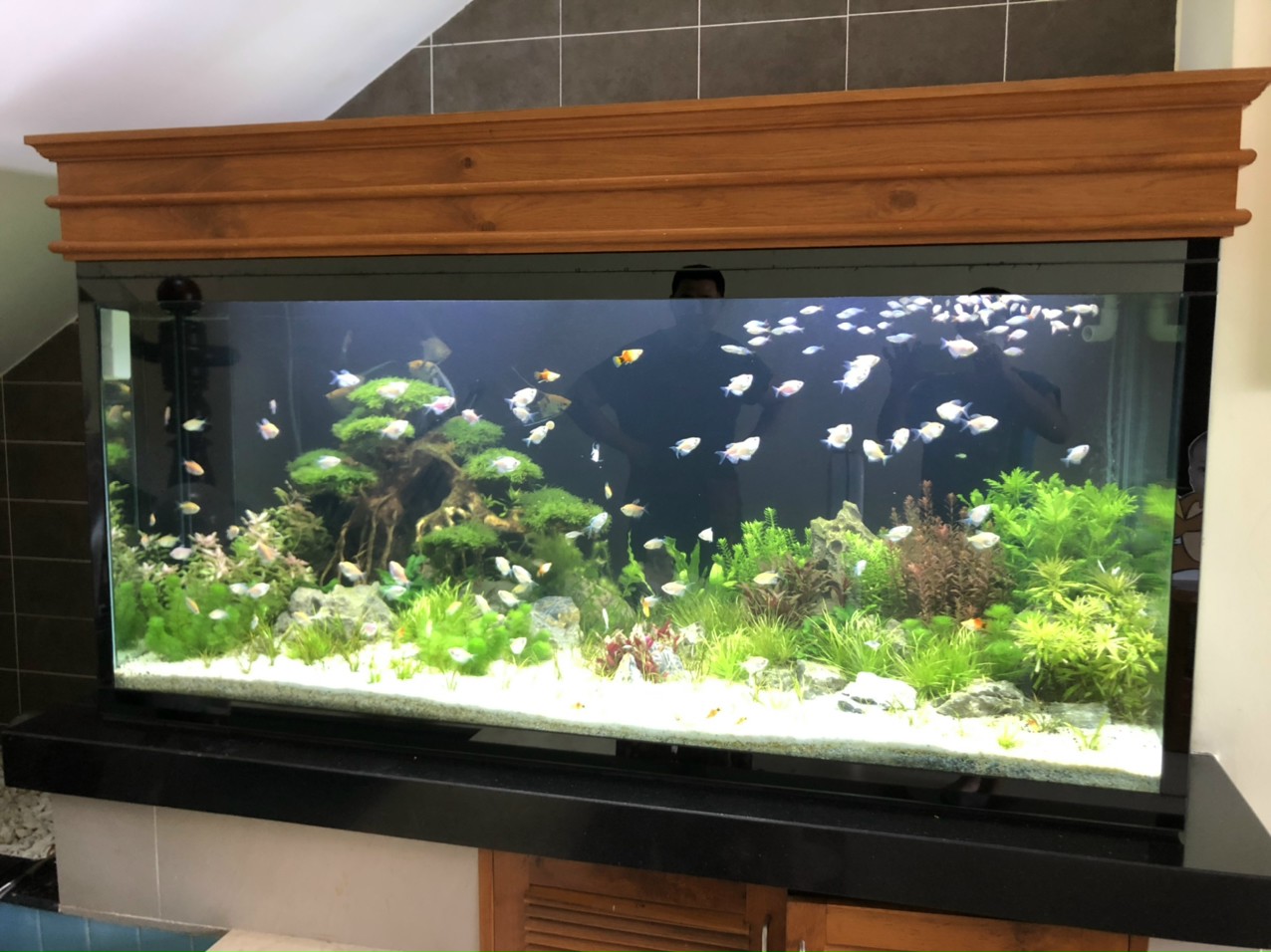 Top 3 Đơn Vị Chuyên Thiết Kế và Thi Công Hồ Cá Uy Tín Tại TP. HCM