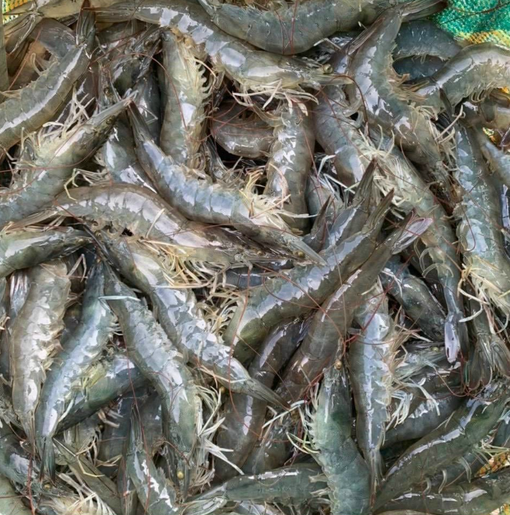 Top 3 Công Ty Hải Sản Chất Lượng Nhất Tại Bạc Liêu