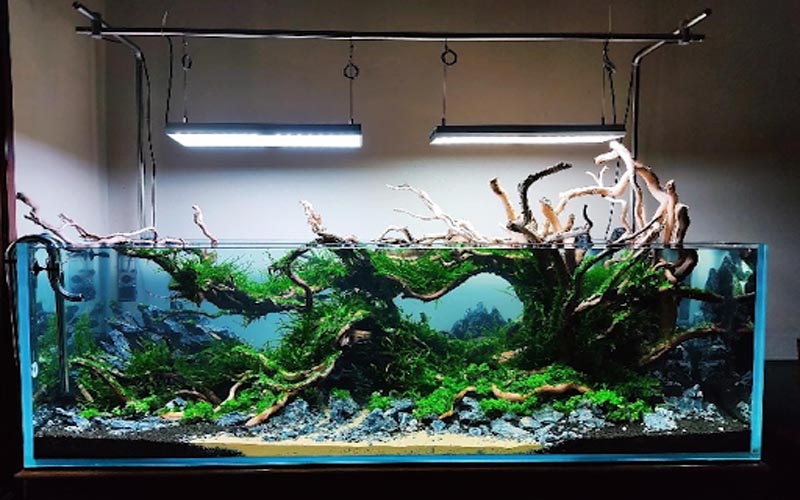 Top 3 đơn vị phân phối cây thủy sinh uy tín tại Bình Dương