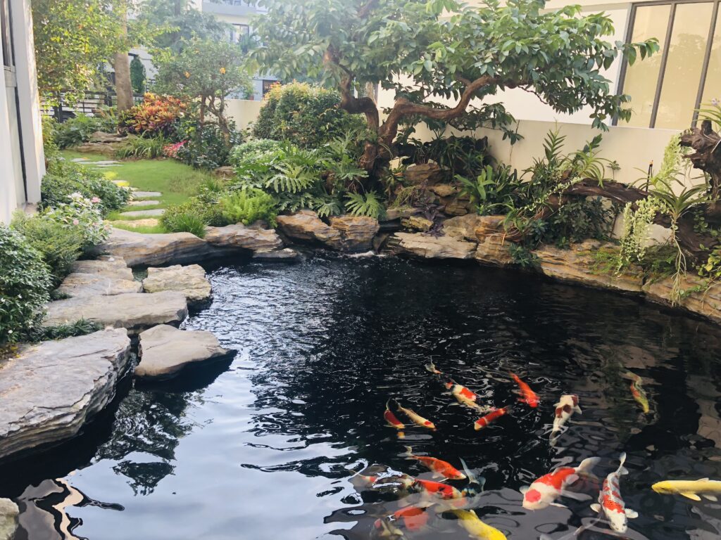 Top 3 Đơn vị thi công thiết kế hồ cá Koi uy tín và chất lượng tại Thành phố Hồ Chí Minh