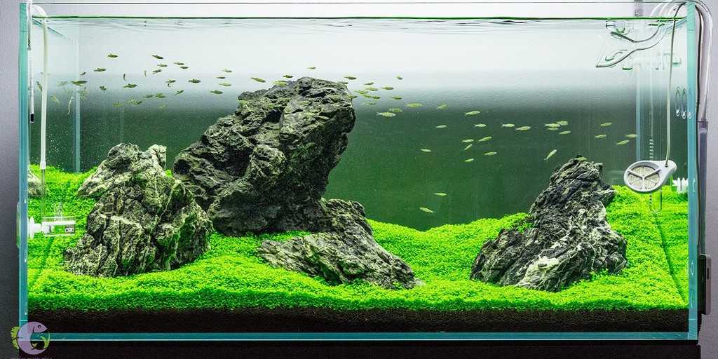 Khám Phá Top 3 Cửa Hàng Thủy Sinh TPHCM Được Yêu Thích!