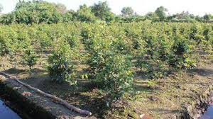 Top 3 Địa Điểm Cung Cấp Cây Cảnh Uy Tín Ở Bến Tre