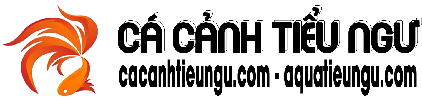 Top 10 cửa hàng bán Cá Cảnh tốt nhất ở TPHCM