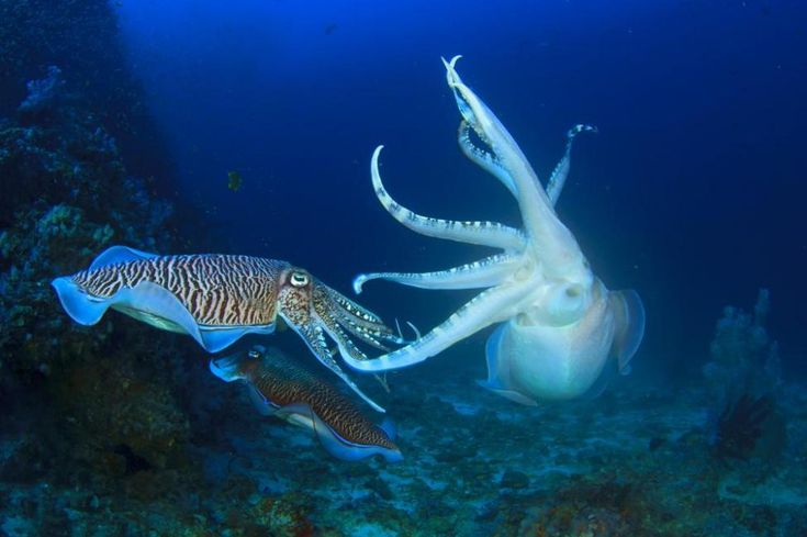 Hải sản Cao Cấp Phú Quý - Mách bạn một số mẹo chọn hải sản sao cho tươi ngon nhất.