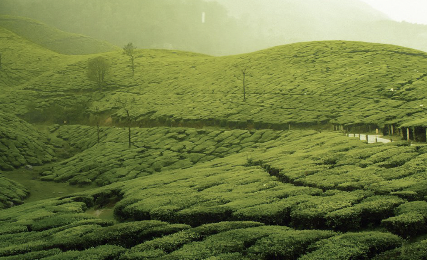 Top 3 cửa hàng trà uy mua hàng online