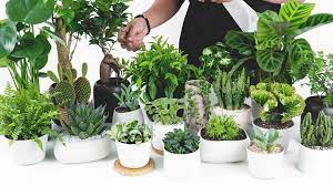 Top 3 cửa hàng mua bán cây cảnh TPHCM rẻ và đẹp