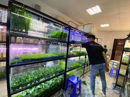 Khám Phá Top 3 Cửa Hàng Thủy Sinh TPHCM Được Yêu Thích!