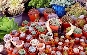 Top 3 Địa chỉ bán Sen đá đẹp, giá rẻ nhất TpHCM 2022