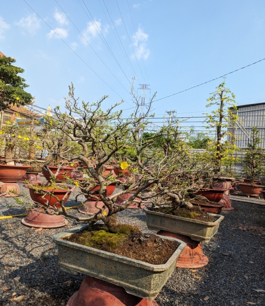 Top 3 Vườn Mai Chất Lượng Nhất Thủ Đức