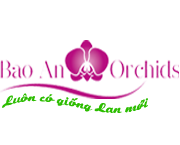 Top 3 công ty hoa lan uy tín tại Quận Tân Bình, TP Hồ Chí Minh