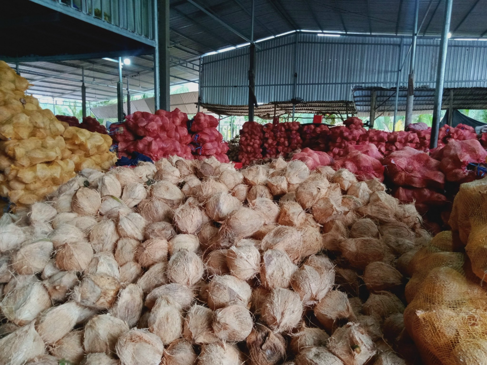 Top 3 Nhà Cung Cấp Dừa Khô Uy Tín Nhất Bến Tre - Nơi Gửi Gắm Niềm Tin Của Bạn